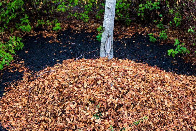 raked-leaves-pile-tree_65301-239 (1)